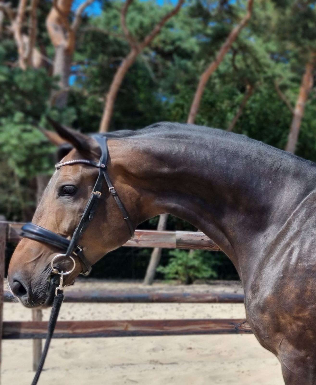 Mooie zeer grote 7 jarige ster, voorl keur merrie., Merrie, 175 cm of meer, Met stamboom, Dressuurpaard