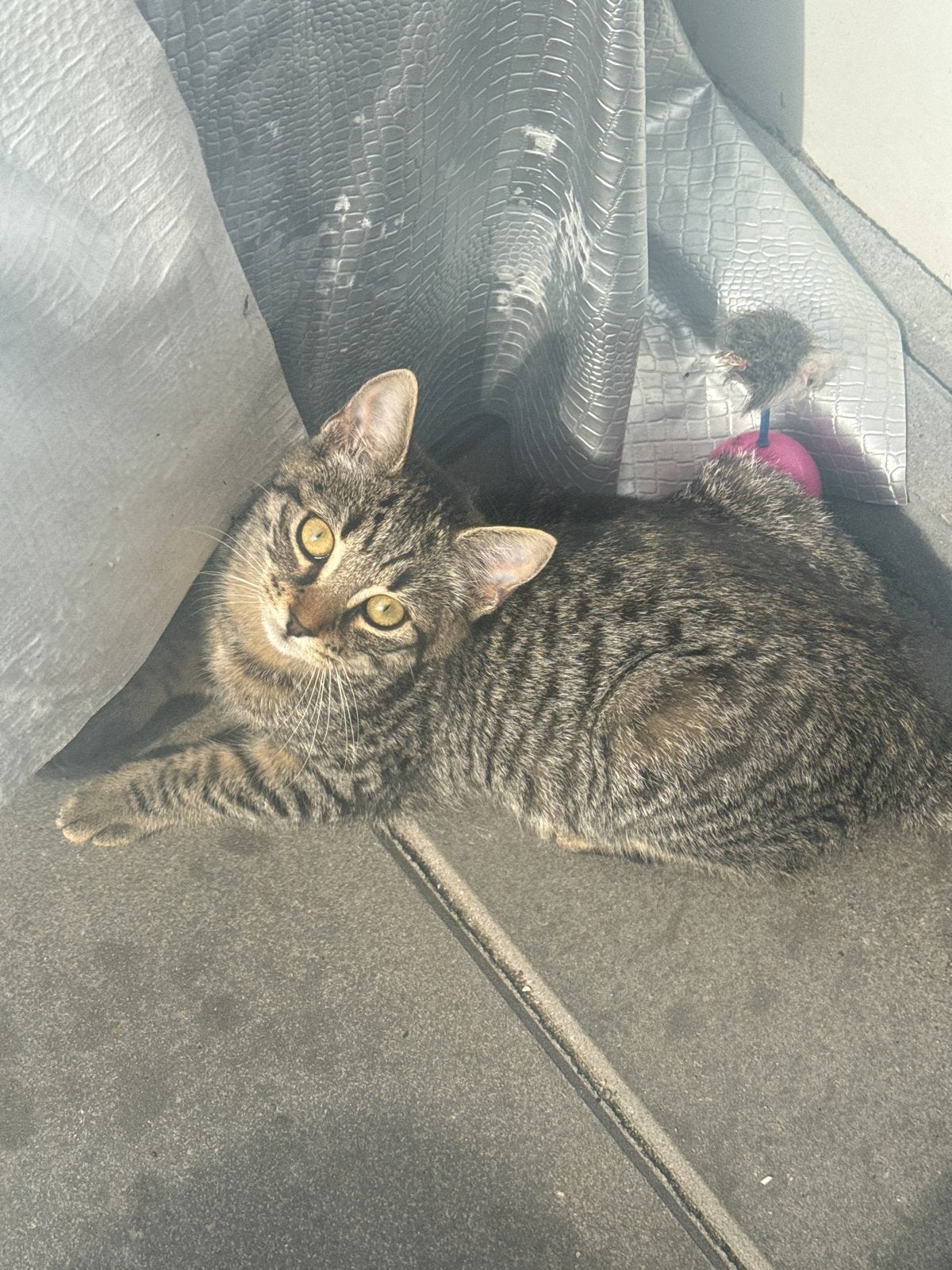 Kitten 3 maanden oud half maine coon half europese korthaar, Dieren en Toebehoren, Poes, Kortharig, 0 tot 2 jaar