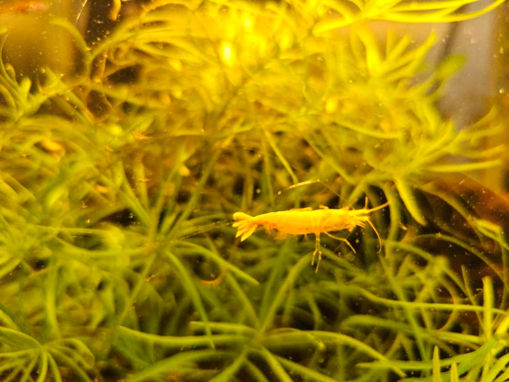 Tropische vissen en garnalen voor weinig, Dieren en Toebehoren, Vissen | Aquariumvissen, Kreeft, Krab of Garnaal