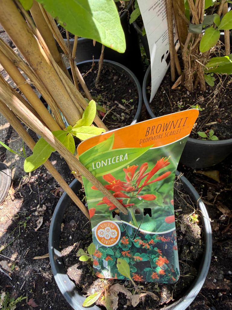 Grootbloemige clematis en kamperfoelie div soorten langestok, Tuin en Terras, Ophalen, Volle zon, Vaste plant, Klimplanten