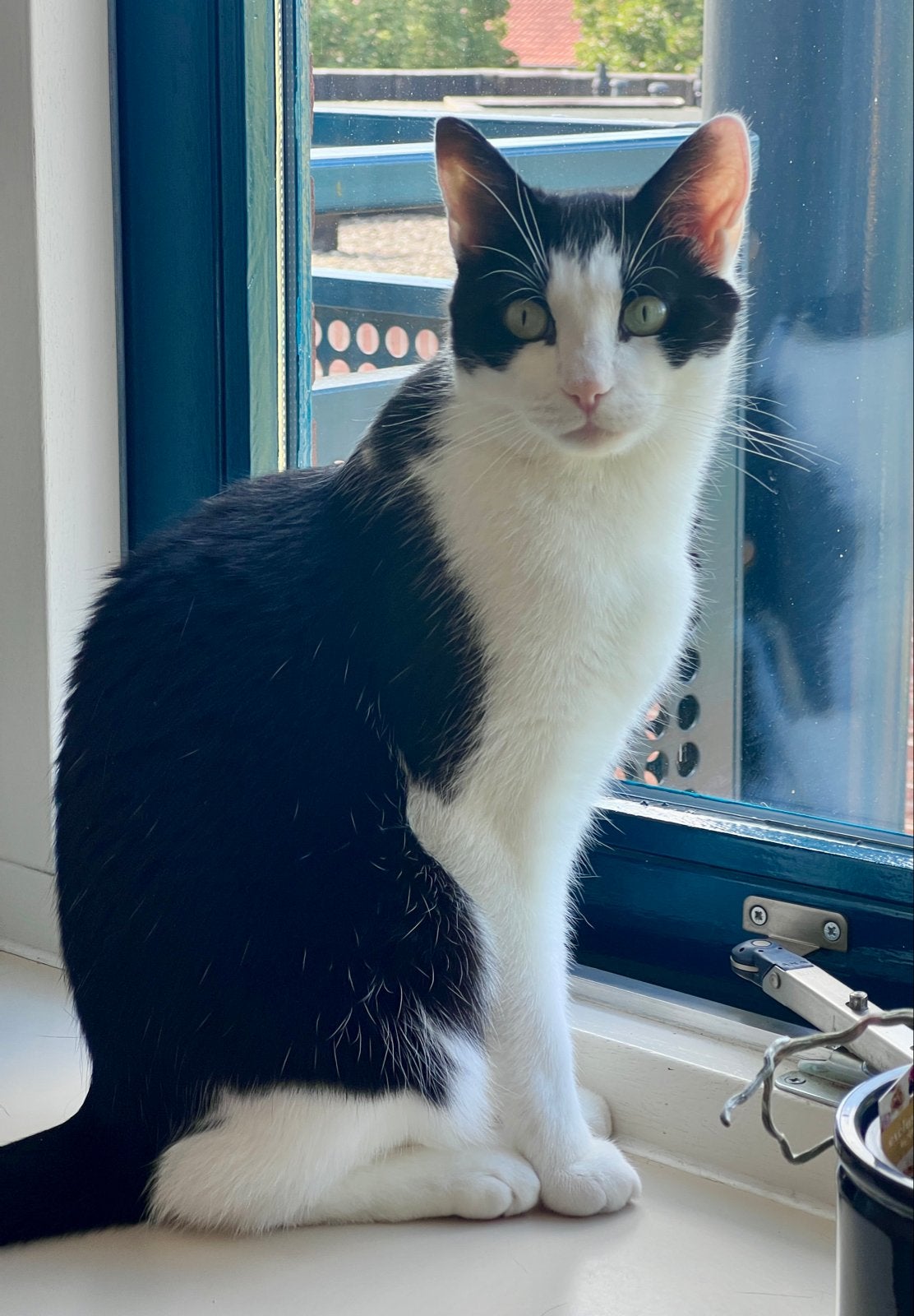 Lieve kater Mees zoekt nieuw thuis, Kater, Kortharig, 3 tot 5 jaar