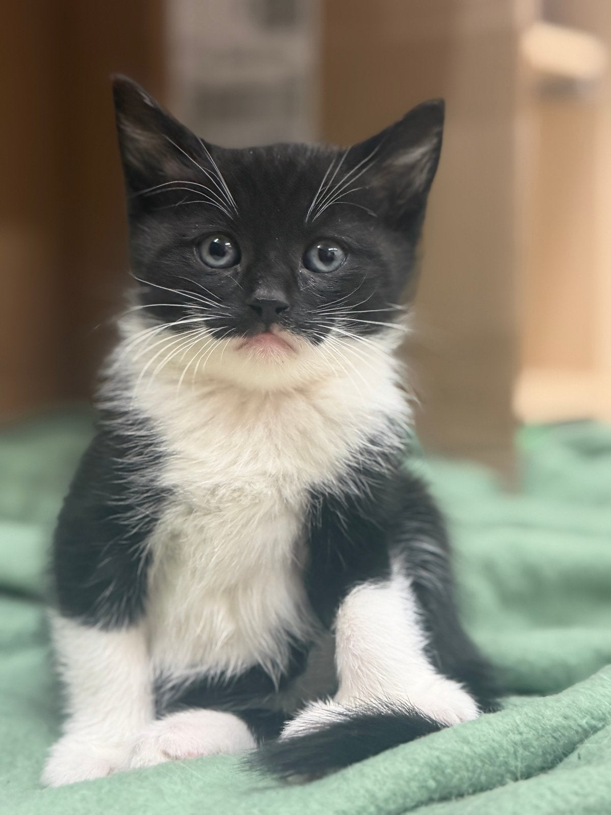 Boerderij kittens