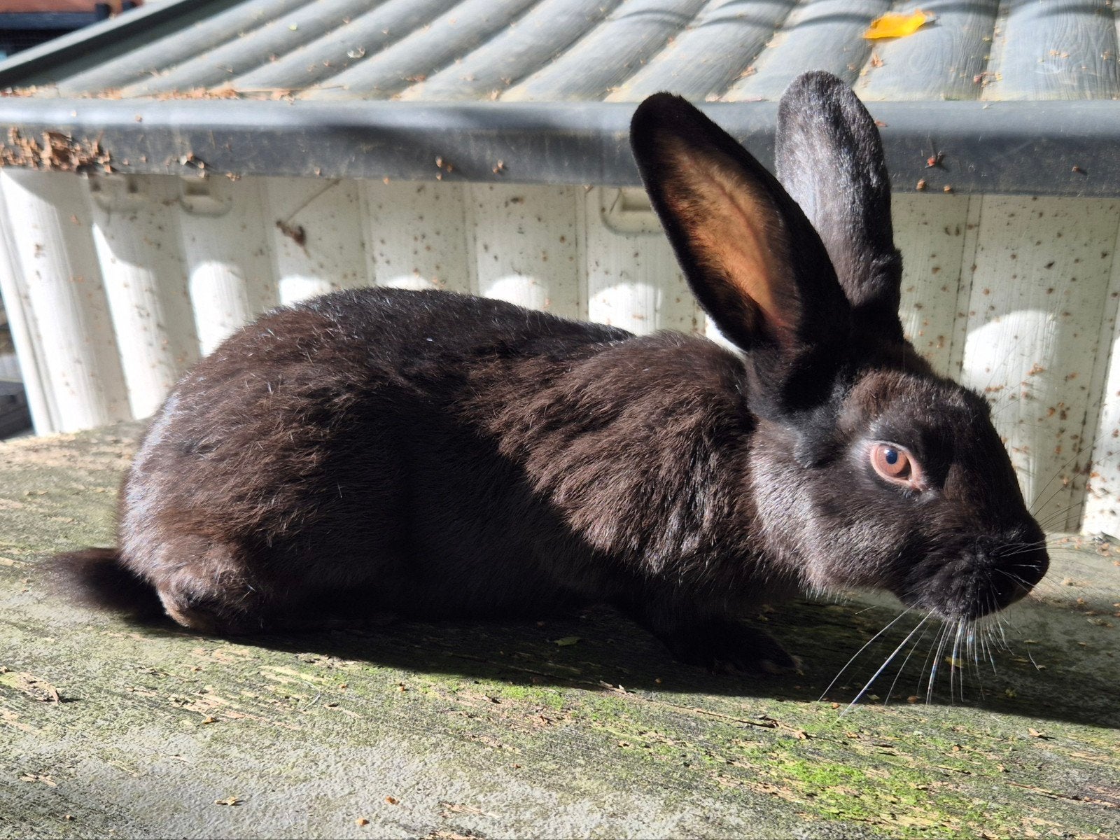 Leuke voedster, Meerdere dieren, Middelgroot, 0 tot 2 jaar