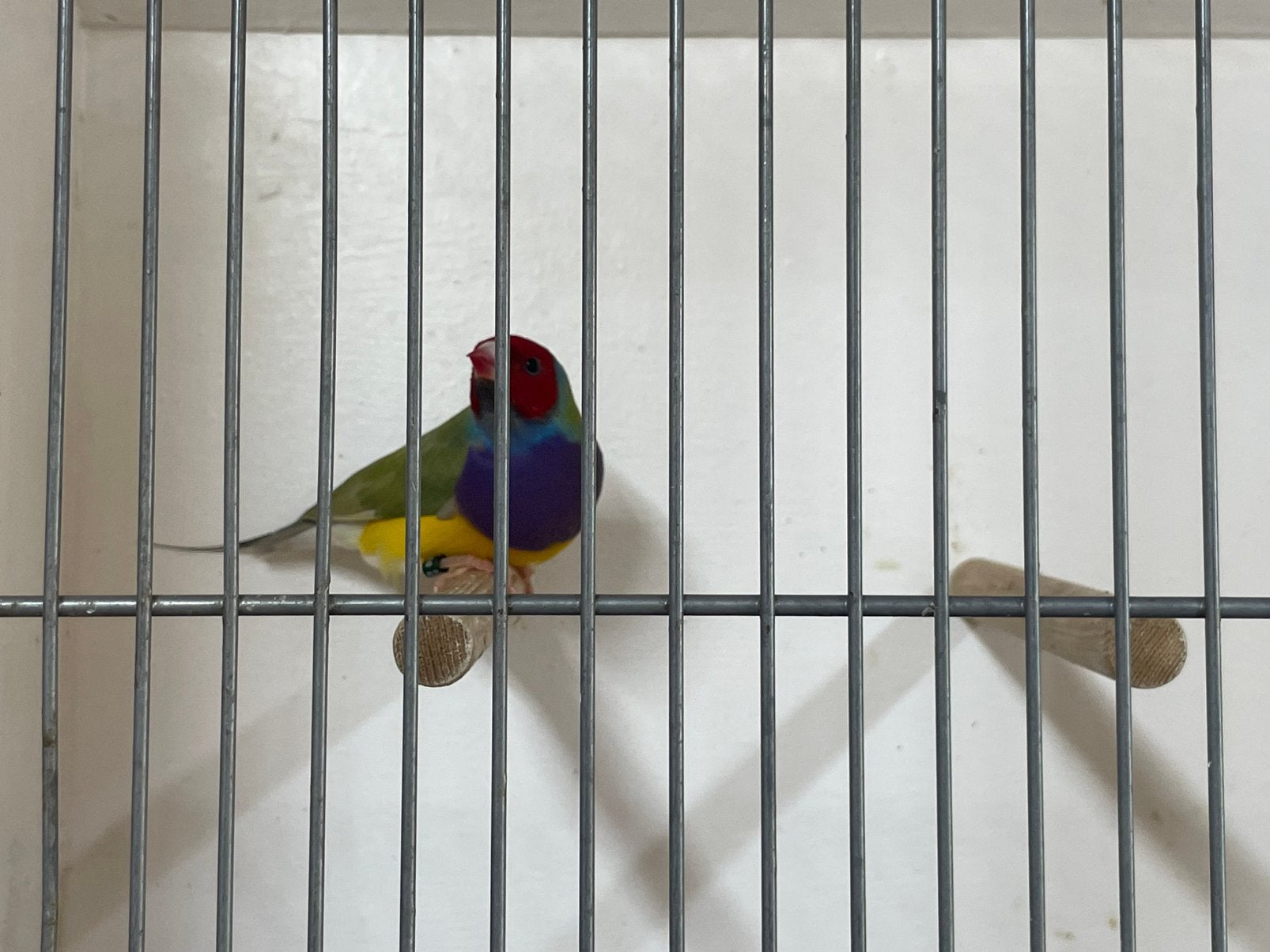 Gouldamadine, Dieren en Toebehoren, Vogels | Overige Vogels, Mannelijk