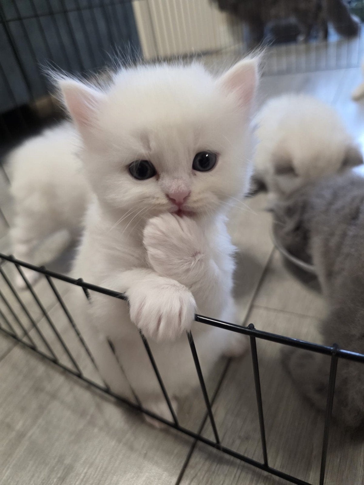 Britse langhaar 2 kater 3 poes, Poes