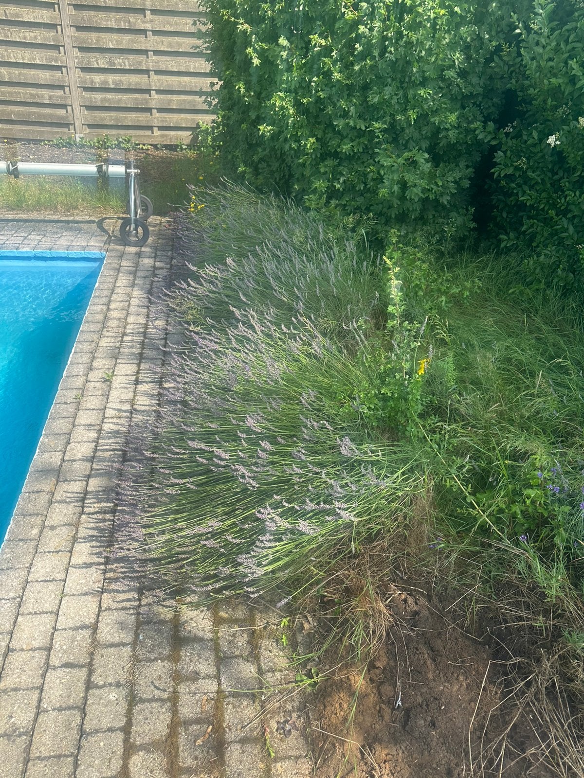 Gratis lavendel en struiken, Tuin en Terras, Gaas en Draad, Ophalen, Zo goed als nieuw, Minder dan 10 meter, Overige typen