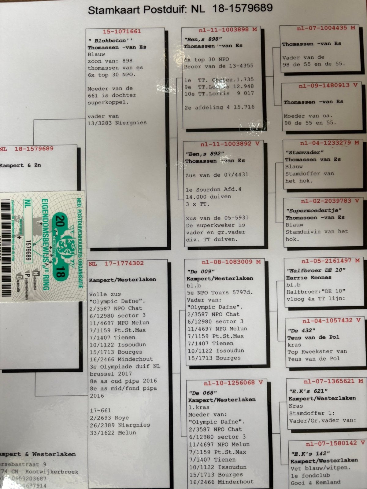 Postduiven, Meerdere dieren, Postduif