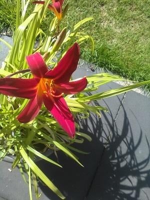 DIVERSE POTTEN DAGLELIE Hemerocallis, Ophalen of Verzenden, Vaste plant, Overige soorten, Halfschaduw