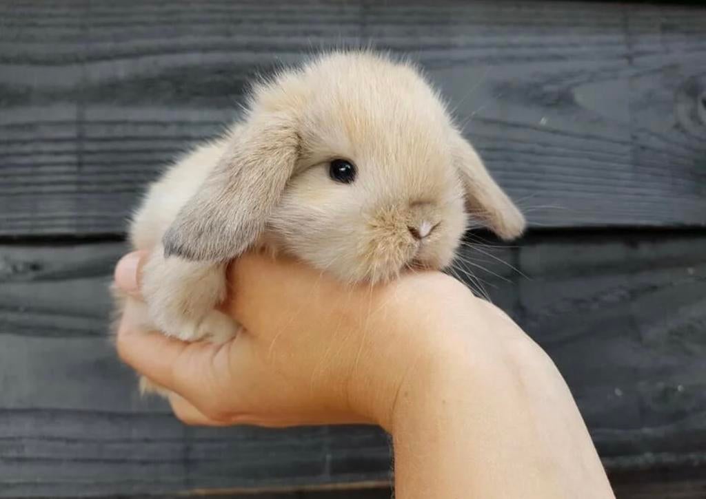 Diverse minilops beschikbaar ! ❤️ minilop hangoor konijntjes, Dieren en Toebehoren, Meerdere dieren, Dwerg, Hangoor, 0 tot 2 jaar