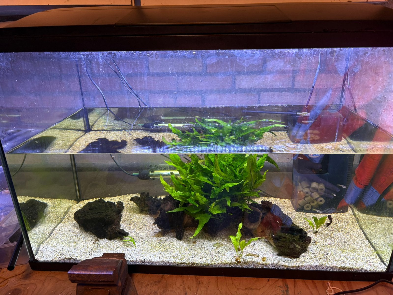 Aquarium met vissen, Dieren en Toebehoren, Vissen | Aquaria en Toebehoren, Ophalen, Zo goed als nieuw, Gevuld zoetwateraquarium