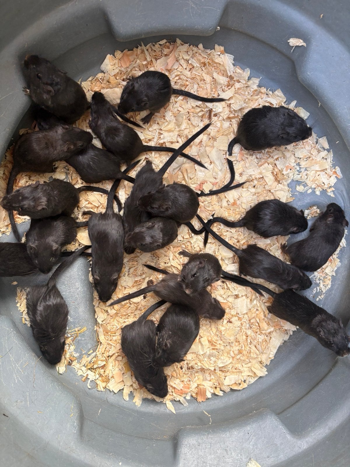 22 vrouwelijke gerbils, Dieren en Toebehoren, Knaagdieren, Vrouwelijk, Mei, Overige typen, Tam