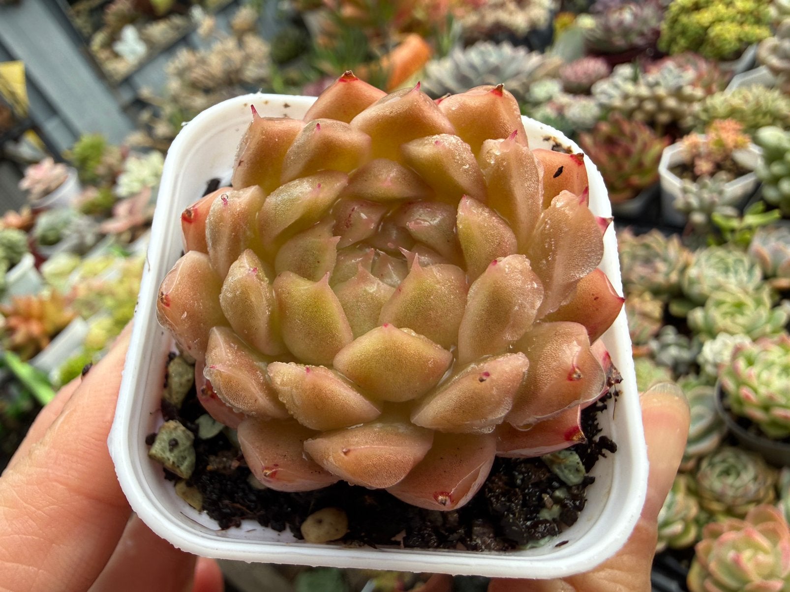 Echeveria Wogan mandarin/pot 5cm/vetplant/succulent, Ophalen of Verzenden, Halfschaduw, Minder dan 100 cm