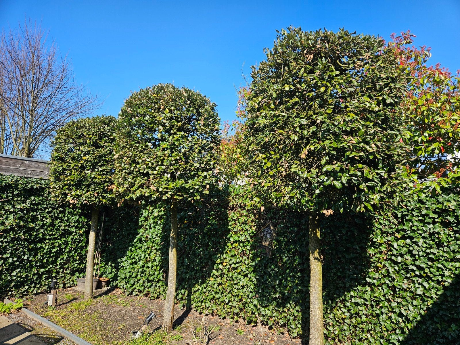 Drie volwassen, groenblijvende steeneiken (35cm stam), Tuin en Terras, Ophalen, Volle zon, 250 tot 400 cm