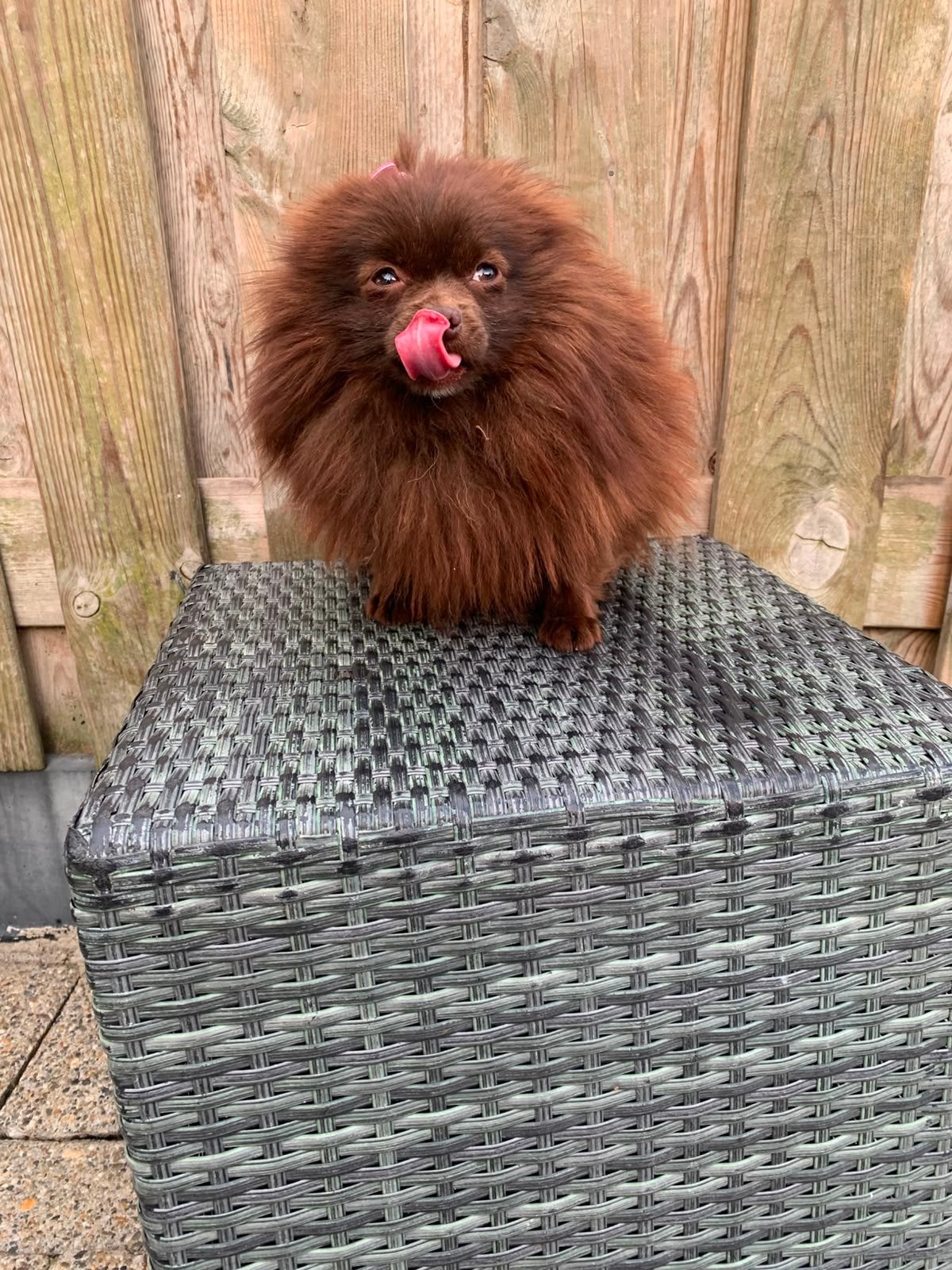Pomeriaan teefje choco merle, Dieren en Toebehoren, Honden | Chihuahua's en Gezelschapshonden, 1 tot 2 jaar, Teef, Parvo, Eén hond