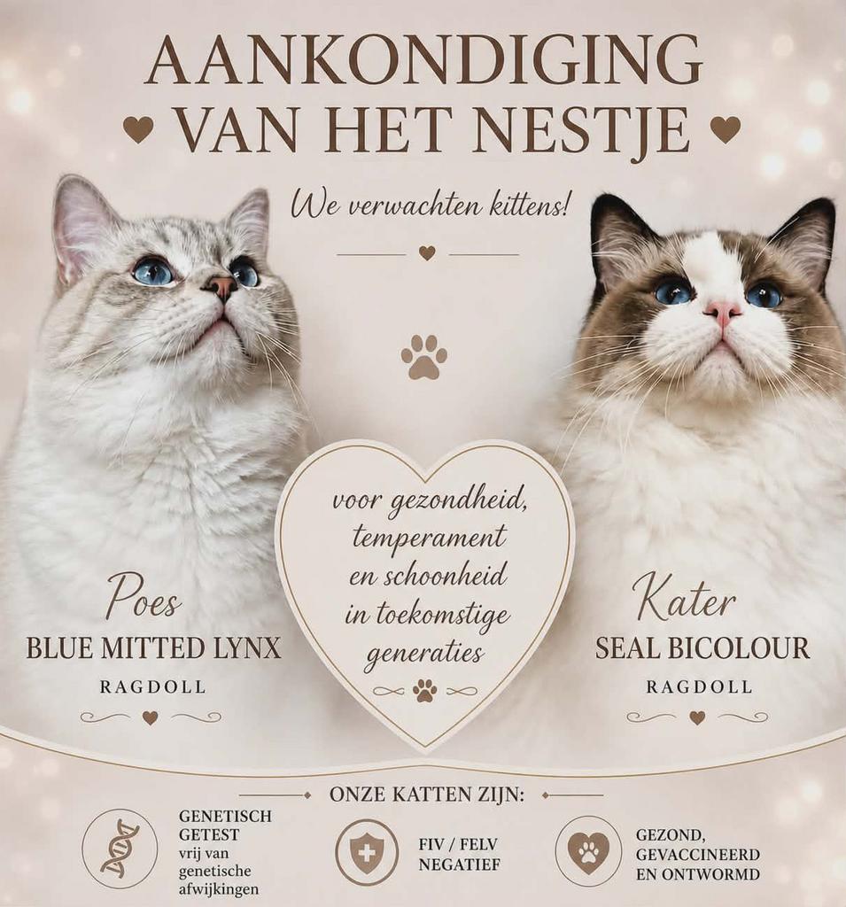 Prachtige ragdoll kitten stamboom, Dieren en Toebehoren, Katten en Kittens | Raskatten | Langhaar, Kater, Ontwormd
