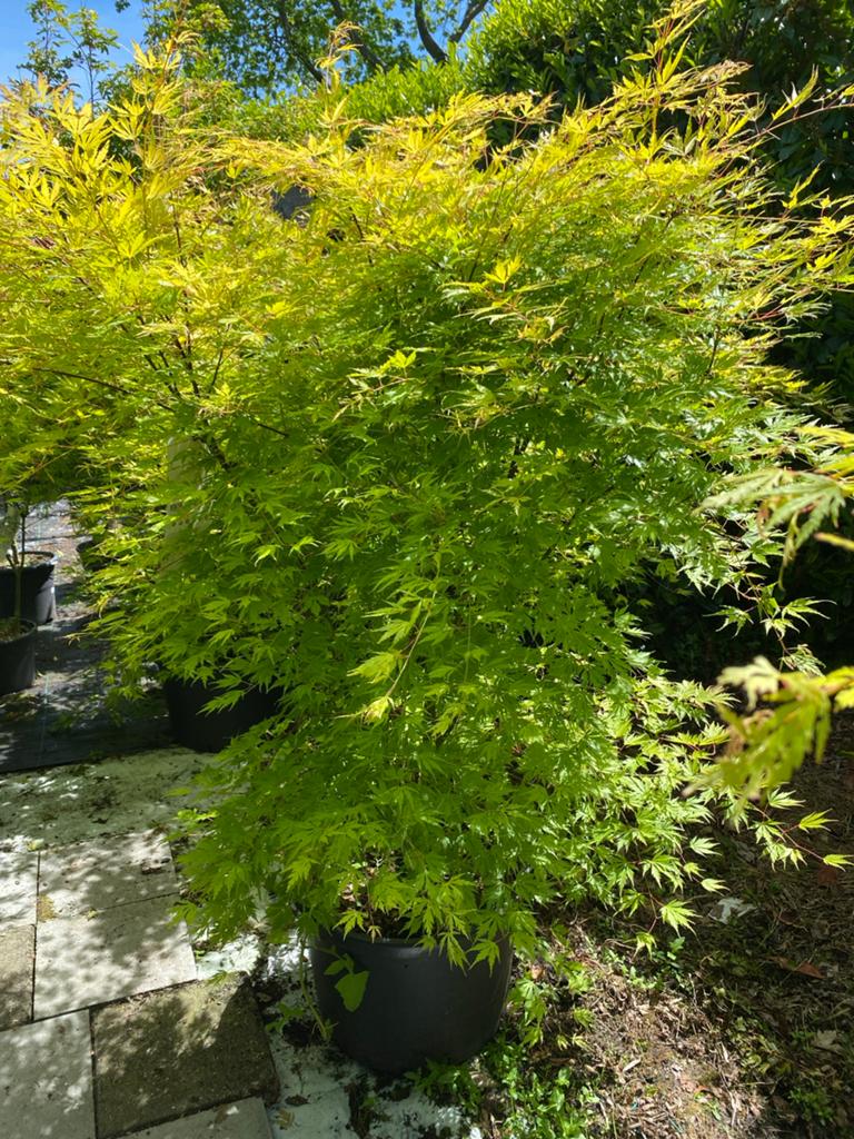 Japanse Esdoorn 'Orange Lace' - Acer Japanese Jewels, Tuin en Terras, Planten | Struiken en Hagen, Ophalen, Esdoorn, Struik, 100 tot 250 cm