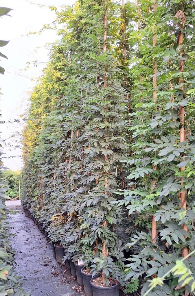 Wisteria klimplanten in verschillende maten, Ophalen of Verzenden, Overige soorten, 100 tot 250 cm