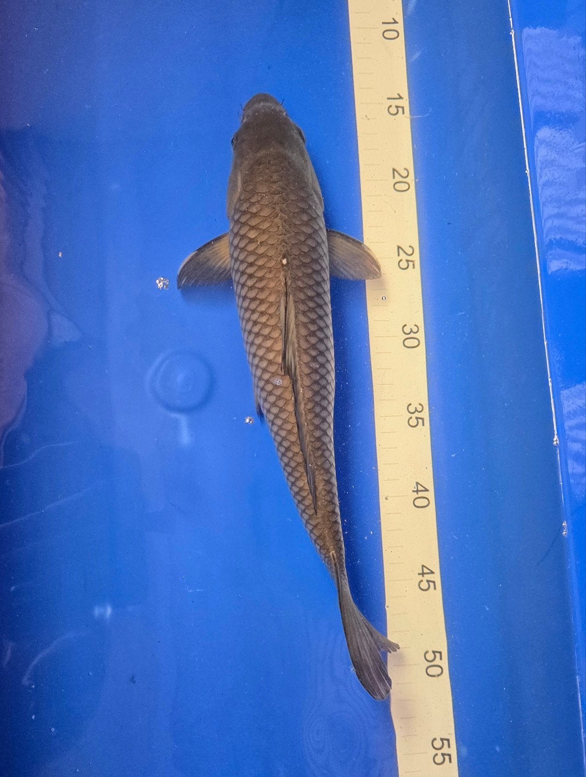 Matsukawabeke (Nisai), 35cm, Kweker: Izumiya, Dieren en Toebehoren, Vissen | Vijvervissen, Karper of Koi
