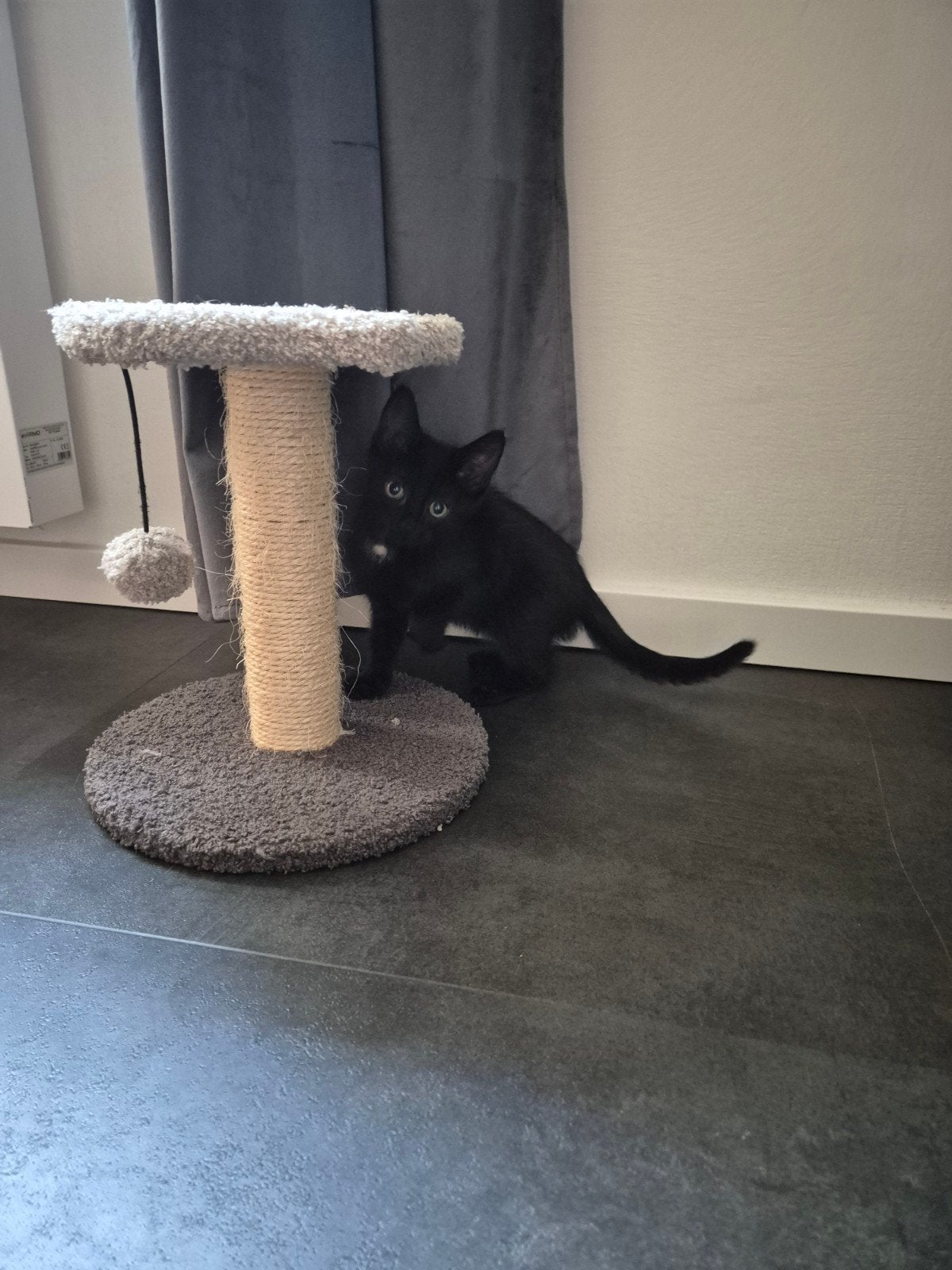 2 ontzettende leuke kittens (poesje en kater), Meerdere dieren, Kortharig, 0 tot 2 jaar