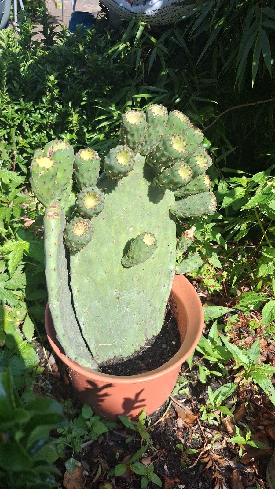 Opuntia Cactus met Vruchten - Prickly Pear, Tuin en Terras, Planten | Tuinplanten, Ophalen of Verzenden, Volle zon