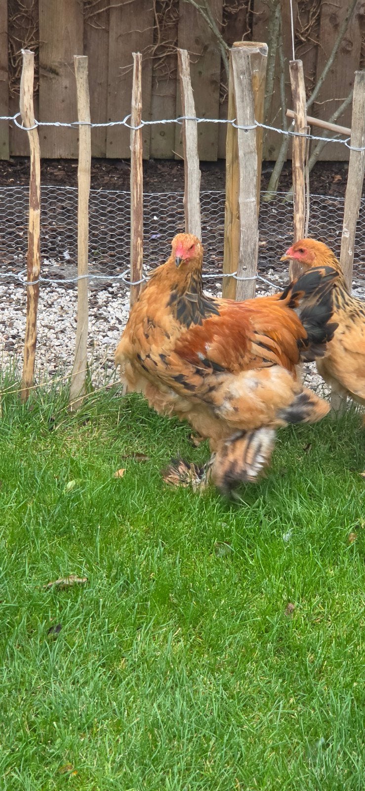 brahma hanen, Dieren en Toebehoren, Mannelijk, Kip