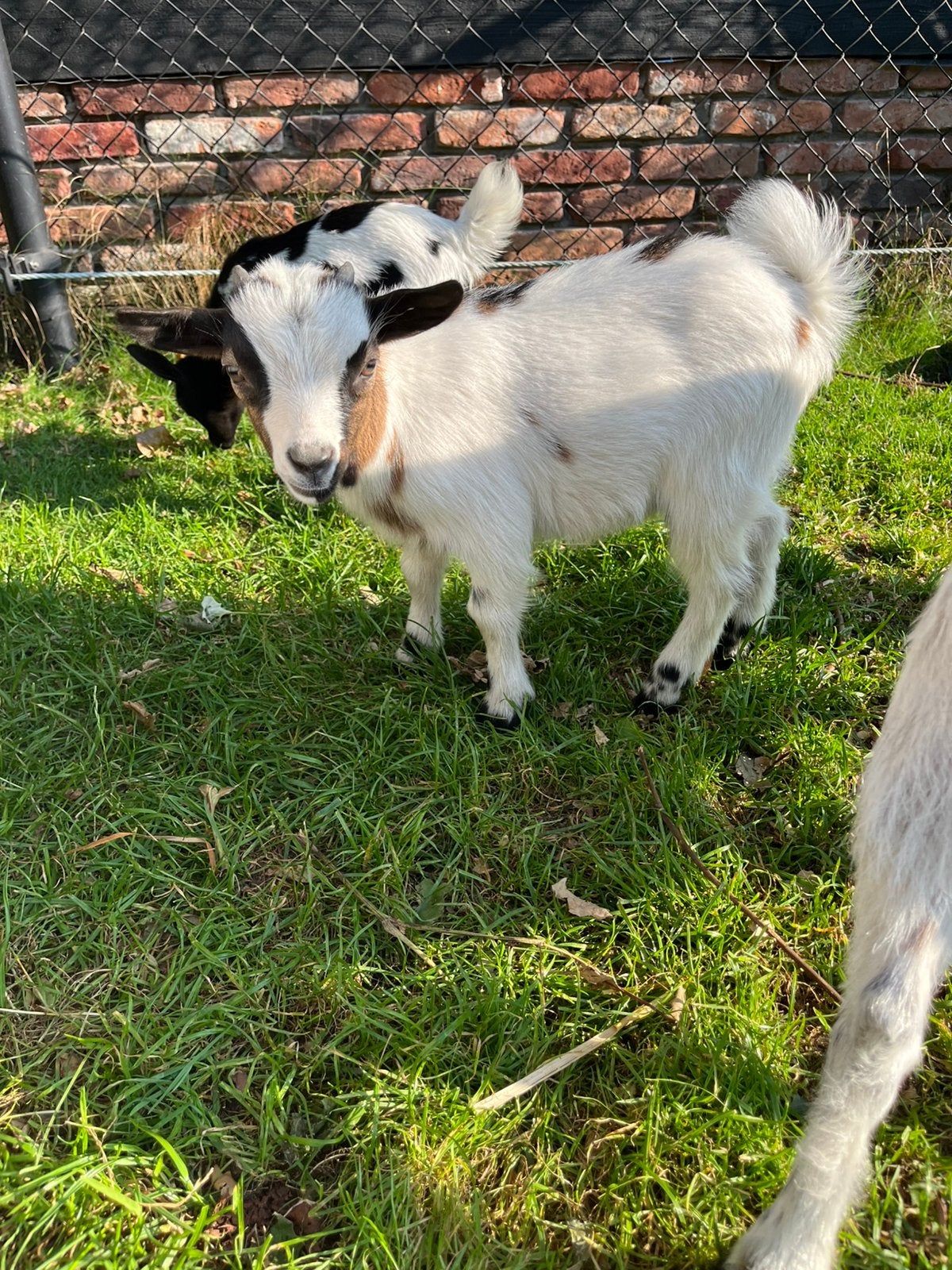 Jonge Dwerggeit bok, Dieren en Toebehoren, Mannelijk, Geit, 0 tot 2 jaar