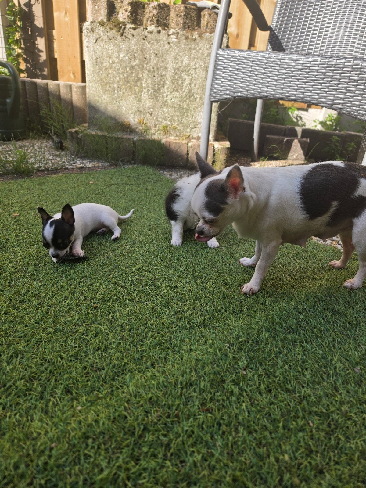 Te koop chihuahua, Dieren en Toebehoren, 8 tot 15 weken, Parvo, Meerdere, Meerdere dieren