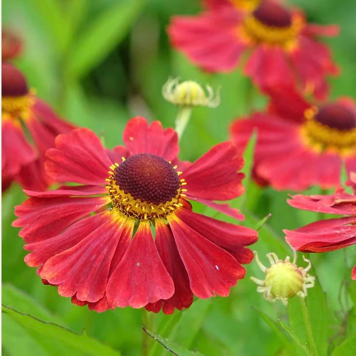 Helenium autumnale potmaat p9, Vaste plant, Halfschaduw, Zomer, Ophalen