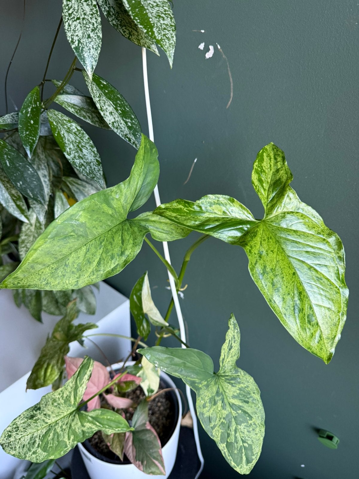 Syngonium mint, Ophalen of Verzenden, Halfschaduw, Minder dan 100 cm