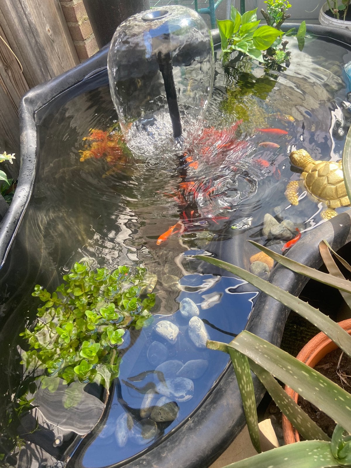 Zilver zwarte goud vissjes, Tuin en Terras, Vijvers, Ophalen, Zo goed als nieuw