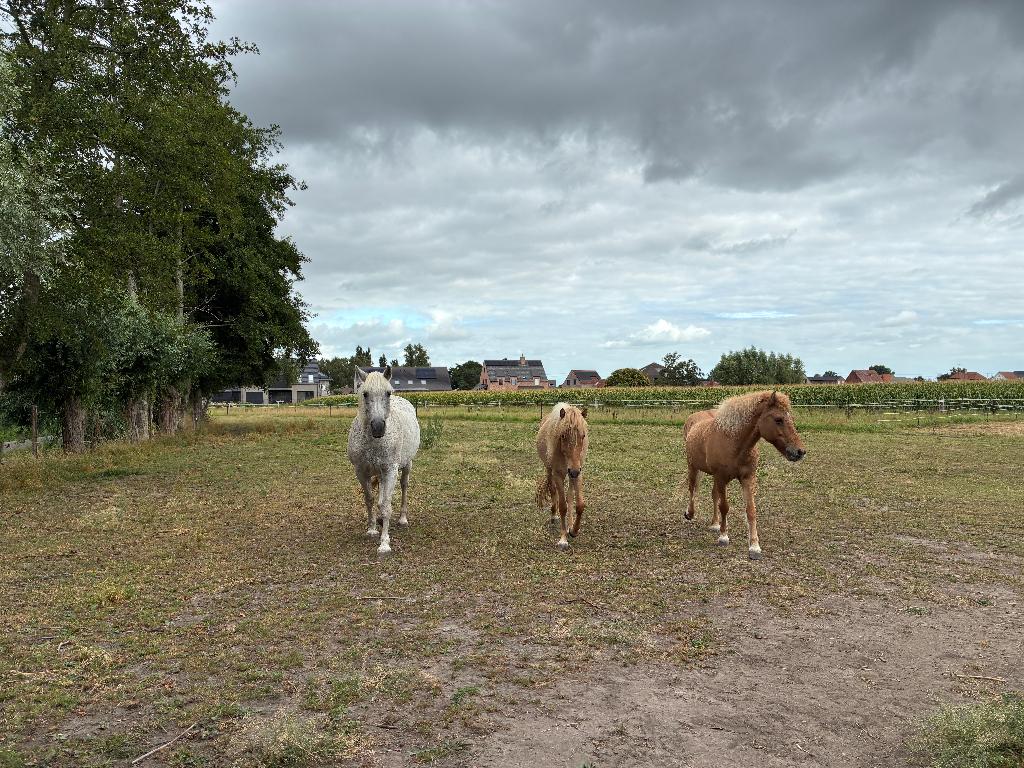 Verzorgpaarden, Ophalen of Verzenden, Nieuw