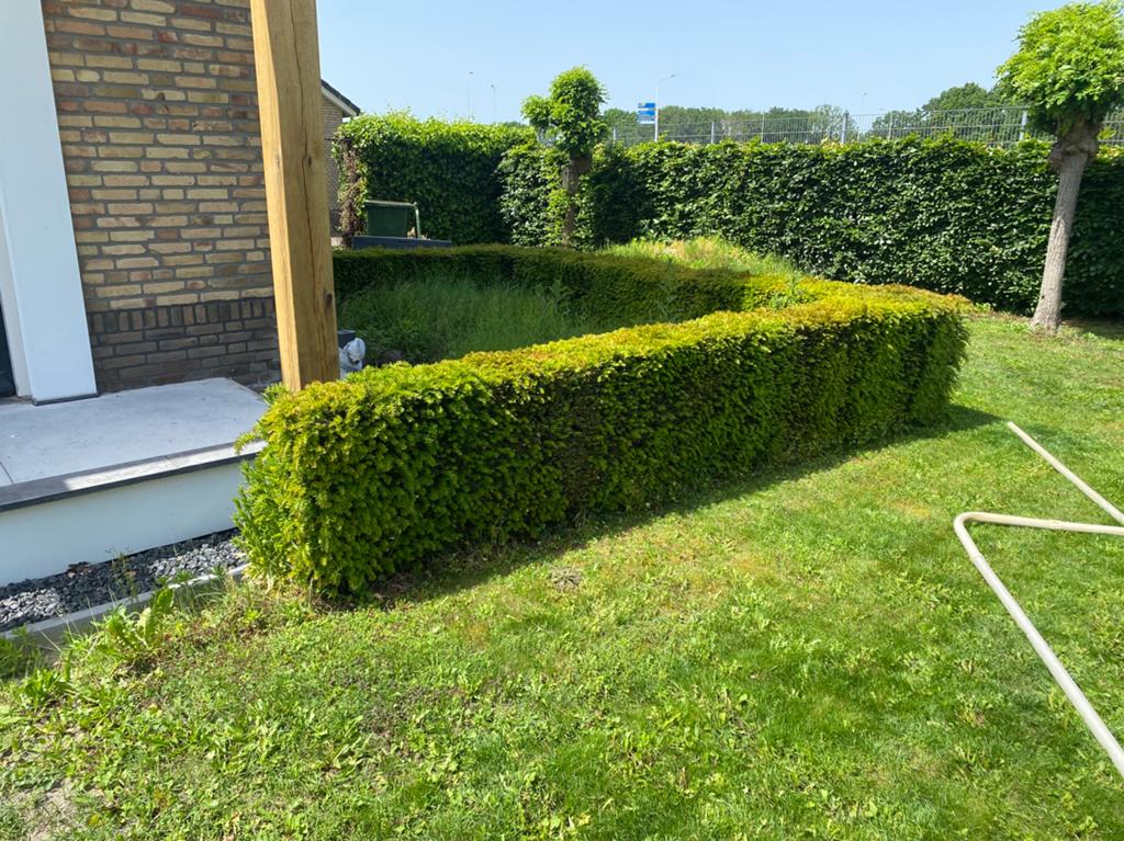 Taxushaag, Tuin en Terras, Planten | Struiken en Hagen, Ophalen, Laurier, 100 tot 250 cm