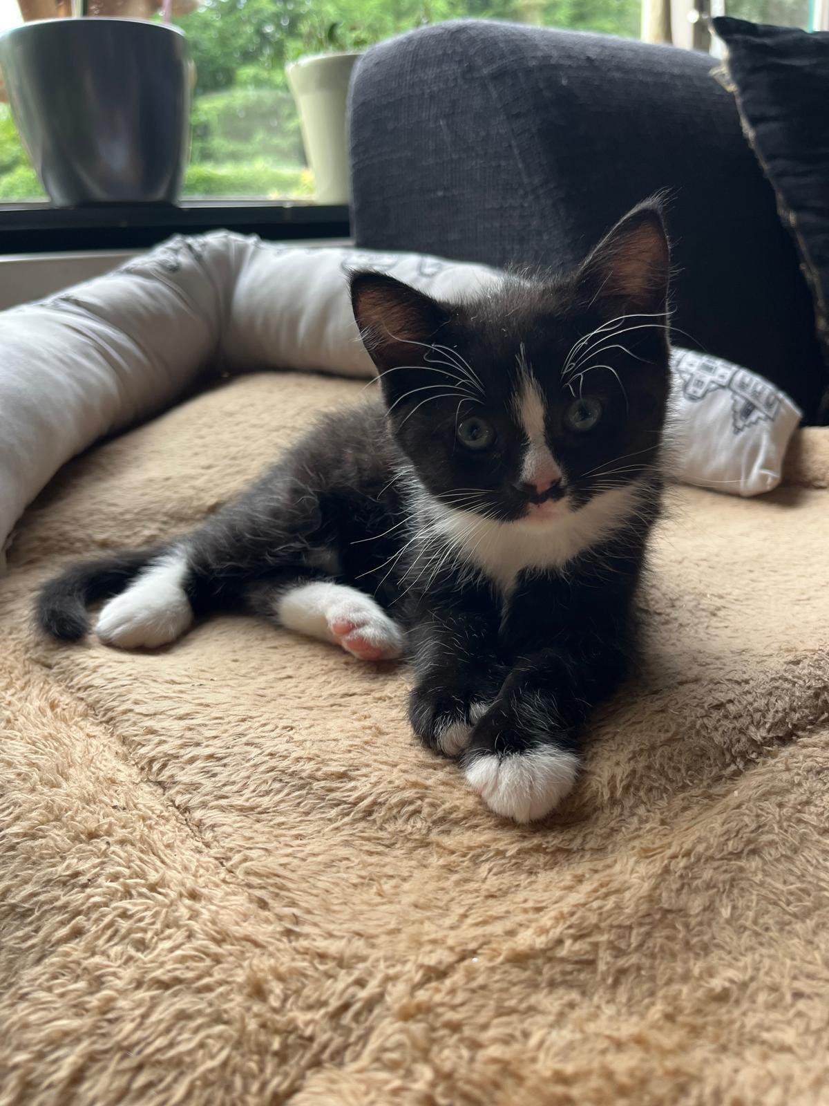 Nog 1 heel lief kitten te koop, Meerdere dieren, Ontwormd, 0 tot 2 jaar