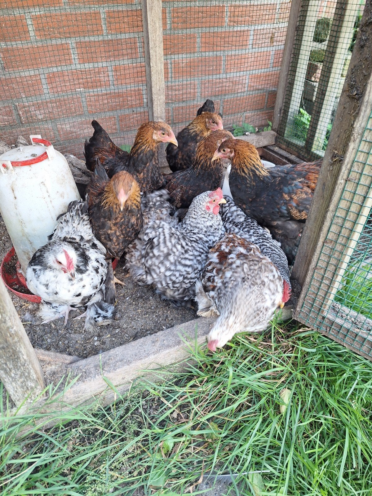 Haantjes brahma kriel meerzomig patrijs en cochin kriel, Dieren en Toebehoren, Pluimvee, Meerdere dieren, Kip