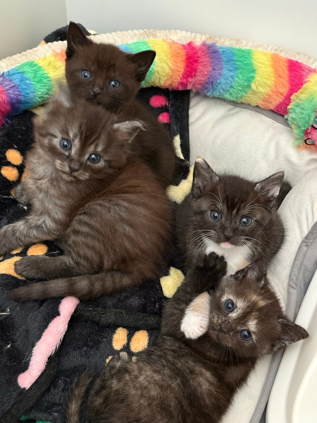 Kittens, Meerdere dieren