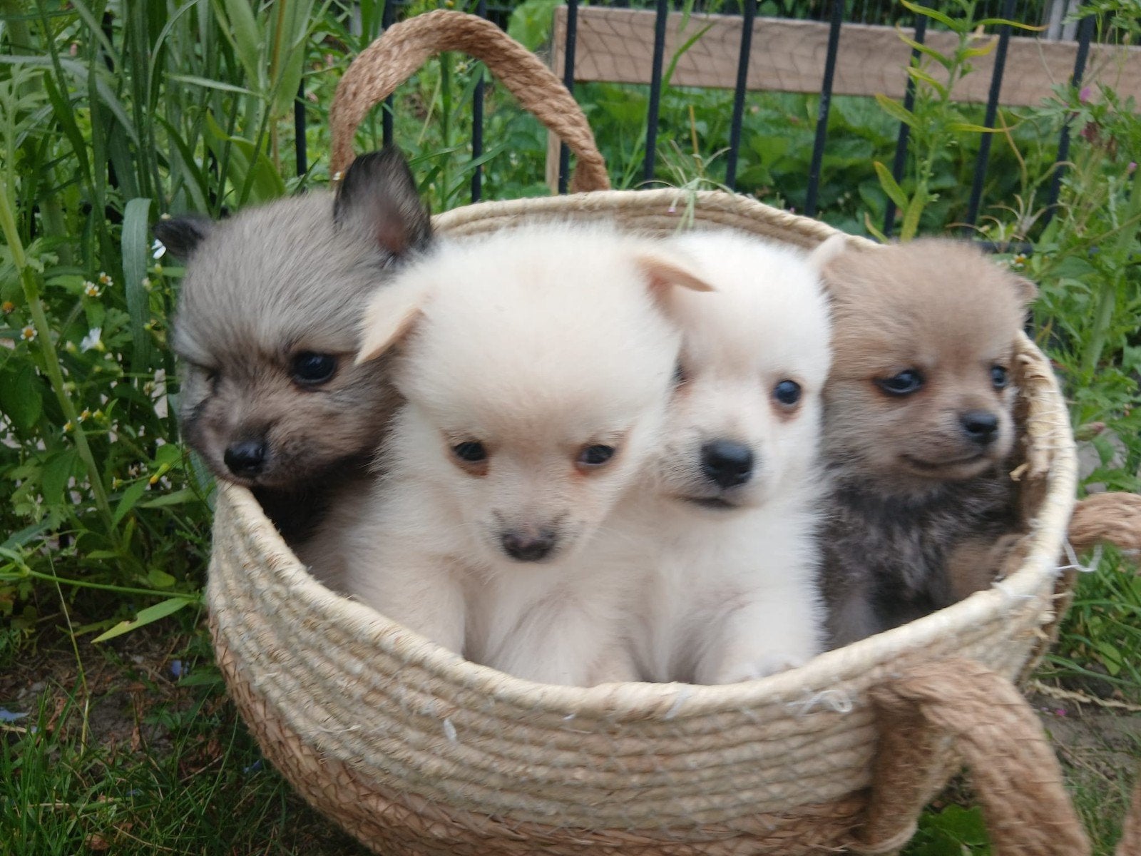 Pomchi puppies, Dieren en Toebehoren, Overige rassen, 8 tot 15 weken, Meerdere, Meerdere dieren