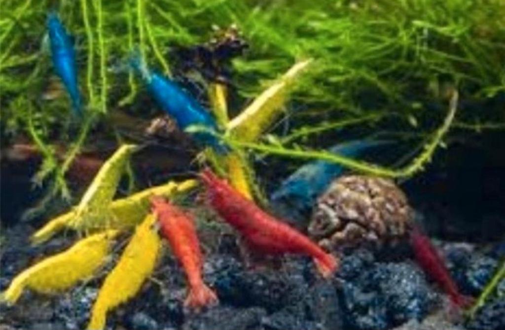Garnalenmix, Dieren en Toebehoren, Vissen | Aquariumvissen, Kreeft, Krab of Garnaal