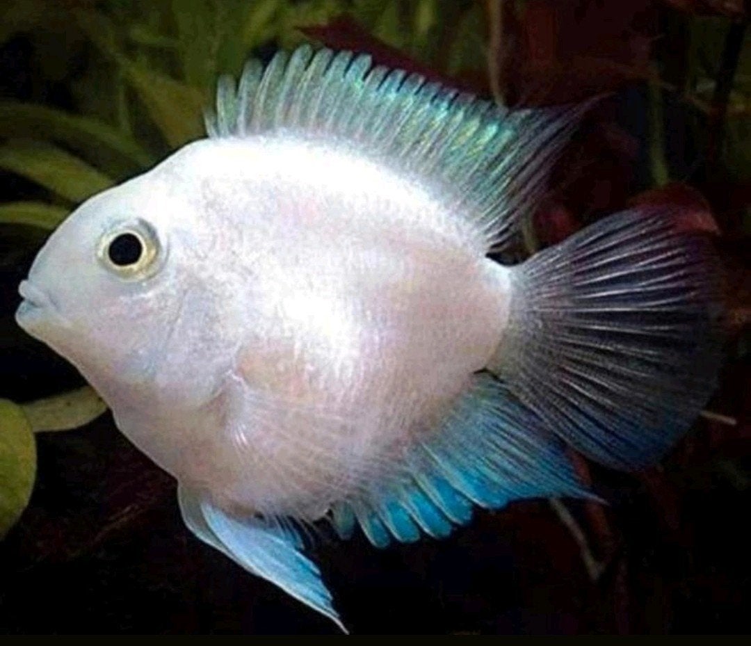 witte polars 2.5 a 3,5cm groot €2.95 per stuk & 6 =€15, Dieren en Toebehoren, Vissen | Aquariumvissen, Vis, Zoetwatervis