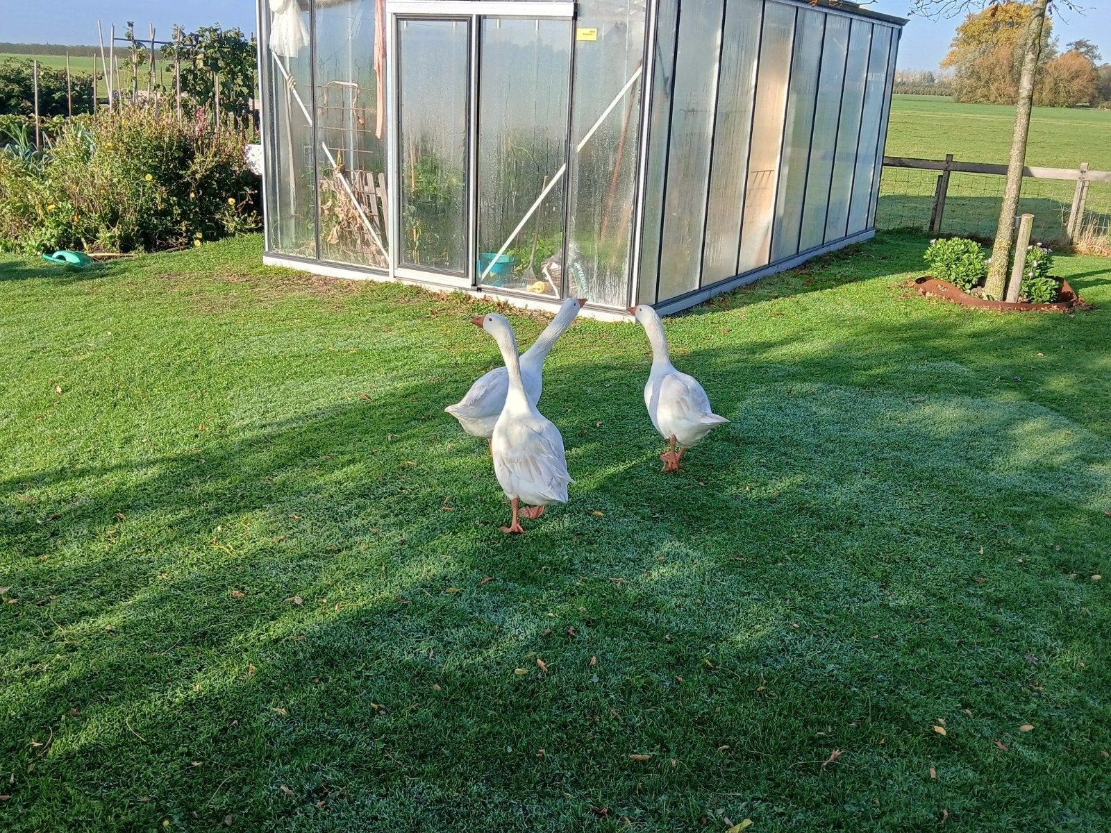 Boeren ganzen Kwik Kwek en Kwak, Dieren en Toebehoren, Meerdere dieren, Gans of Zwaan