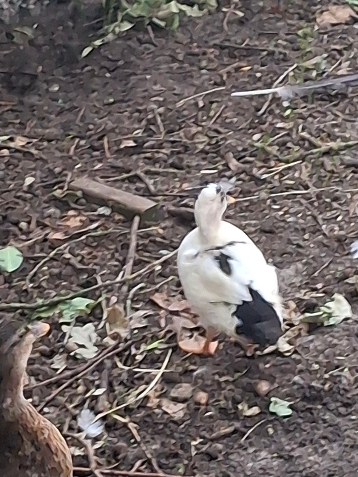 2 jonge kwaker mannetjes eenden te koop. Ruim 7 weken oud!, Dieren en Toebehoren, Pluimvee, Mannelijk, Eend