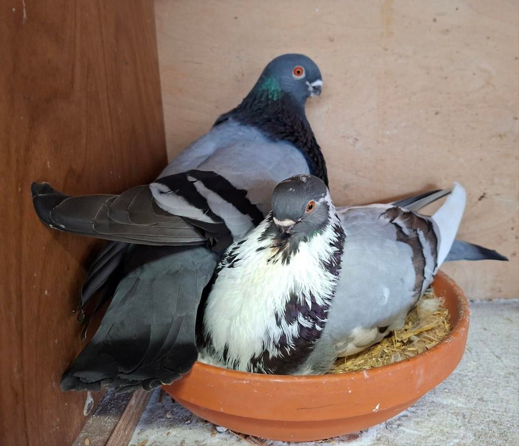 CANARIO KROPPERS, Meerdere dieren, Overige soorten