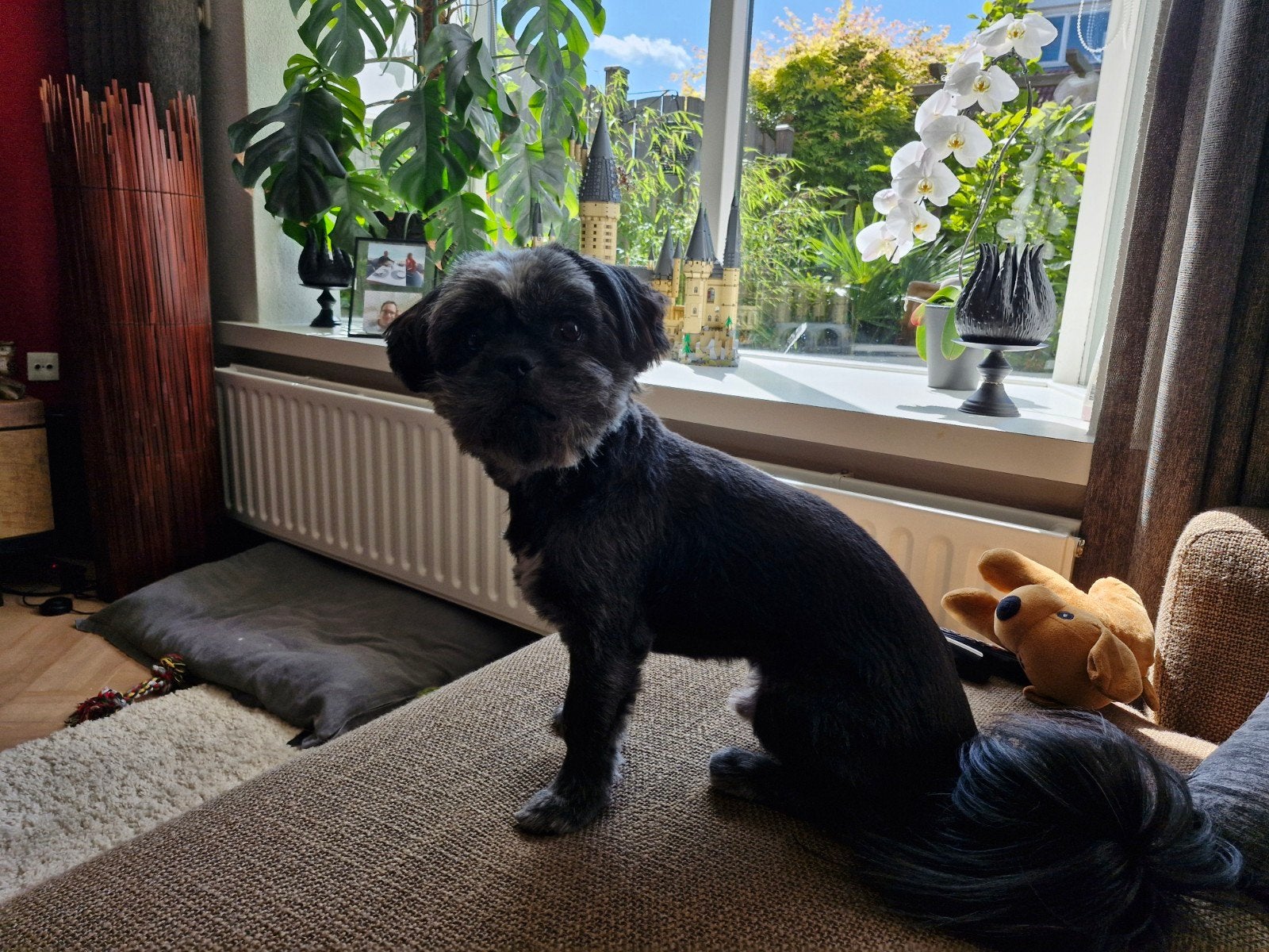 Shih tzu hond van 4 jaar oud zoekt nieuw baasje, Dieren en Toebehoren, Eén hond, 3 tot 5 jaar, Nederland, Particulier