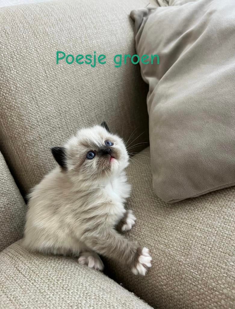 Prachtige Ragdoll kittens zoeken een liefdevol thuis, Meerdere dieren, Ontwormd