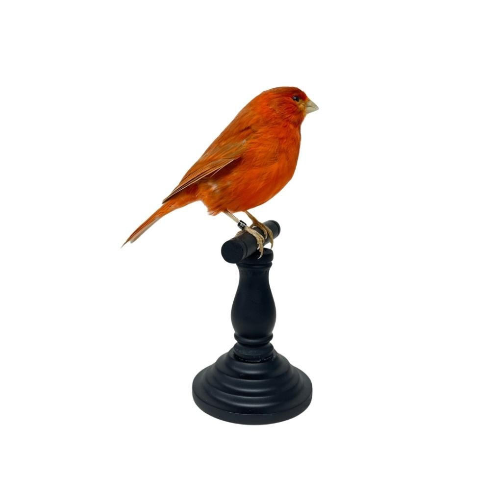 Kleurrijke opgezette kanaries te koop!, Verzamelen, Dierenverzamelingen, Nieuw, Opgezet dier, Vogel, Ophalen of Verzenden