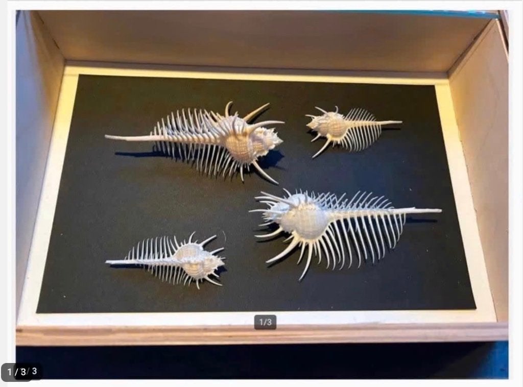 Venus Kam Murex Pecten Schelpen Collectie in houten kist, Ophalen of Verzenden, Schelp(en)
