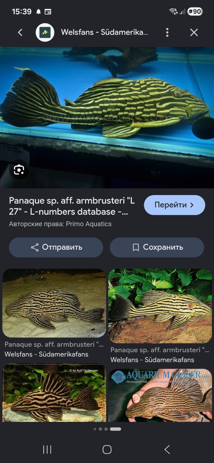 Op zoek naar Geophagus en L27 Panaque-meervallen., Dieren en Toebehoren, Vissen | Aquariumvissen, Vis