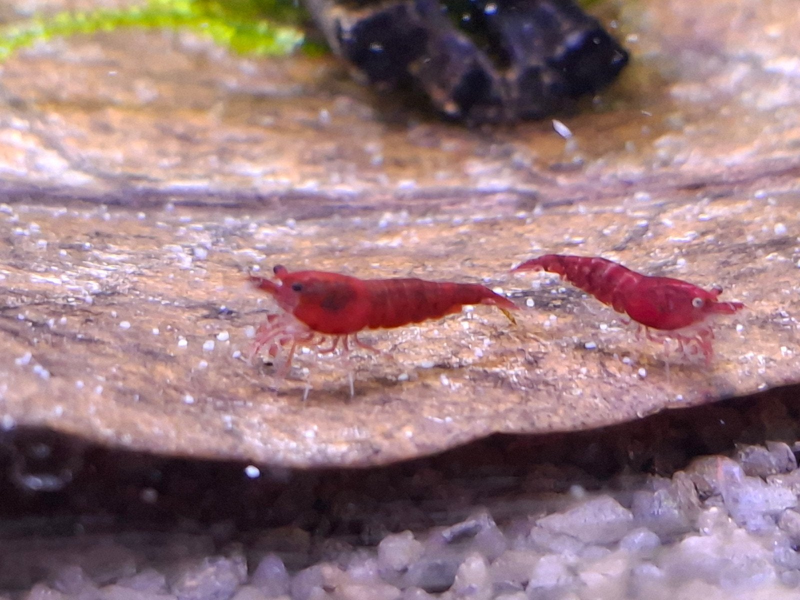 Bloody Mary neo Caridina, Dieren en Toebehoren, Kreeft, Krab of Garnaal