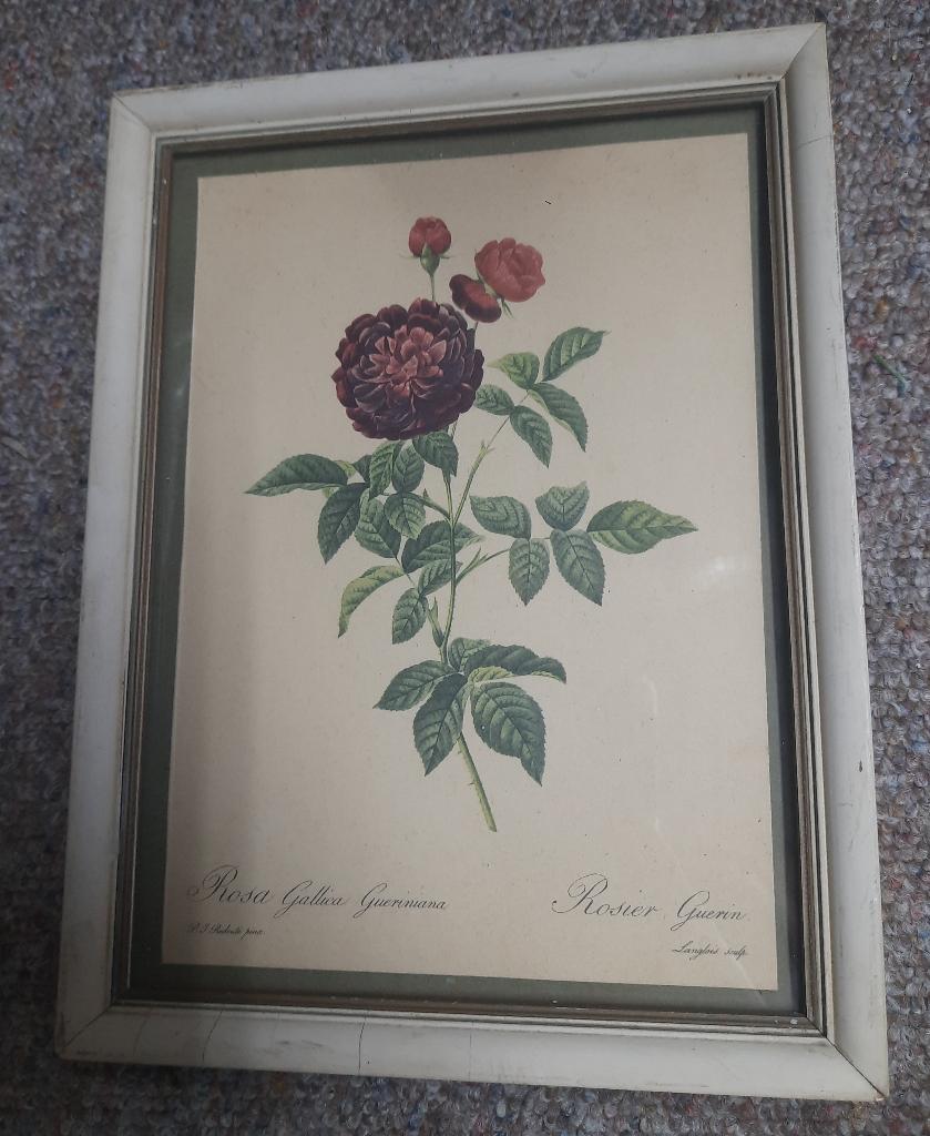 Ingelijste prent Rosa gallica gueriniana van Rosier Guerin, Minder dan 50 cm, Gebruikt, Ophalen of Verzenden, Print