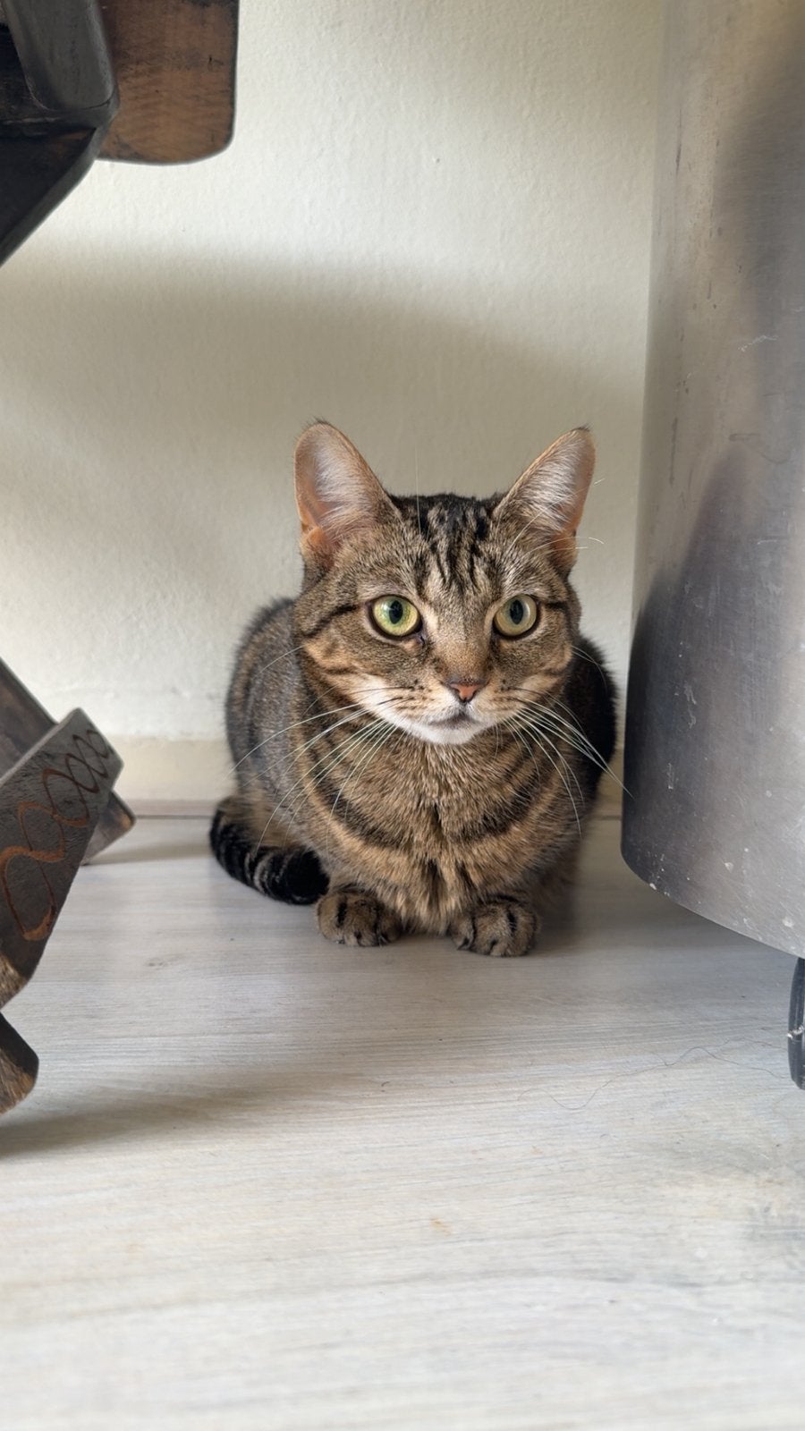 Lieve poes/kat, Poes