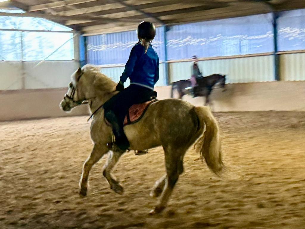 Hoi, ik ben Fiene en ik zoek een verzorgpony, Dieren en Toebehoren, Ophalen of Verzenden